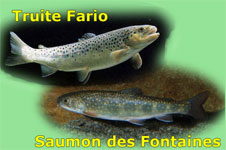 Truite Fario et Saumon des fontaines près du Relais des Vaudois